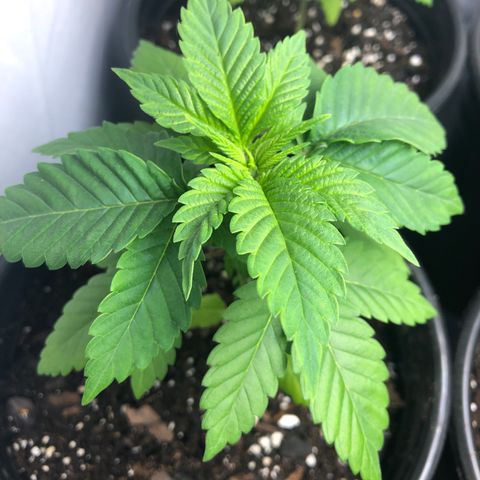 Bubba Kush #2 (JSu) growlog timeline photo