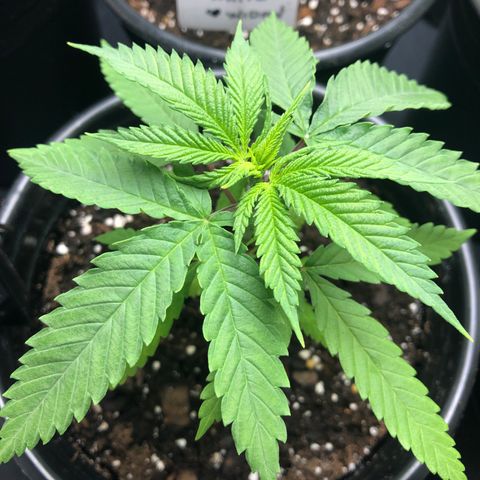 Blueberry #2 (Trish) growlog timeline photo