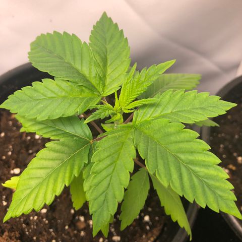 Purple Queen #2 (JSu) growlog timeline photo