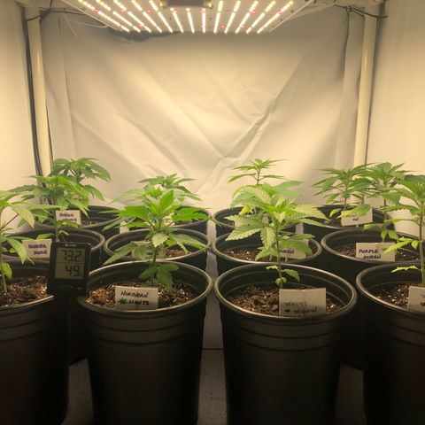 Bubba Kush #3 (Tim) growlog photo: Temp: 73F
Humidity: 49%