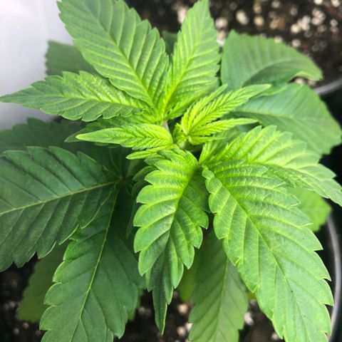 Bubba Kush #2 (JSu) growlog timeline photo