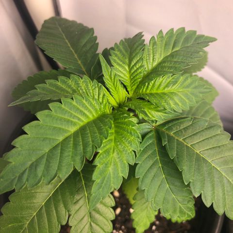 Bubba Kush #3 (Tim) growlog timeline photo