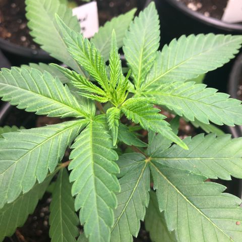 Northern Lights #2 (Trish) growlog timeline photo