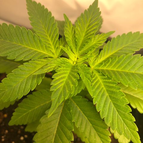 Northern Lights #3 growlog timeline photo