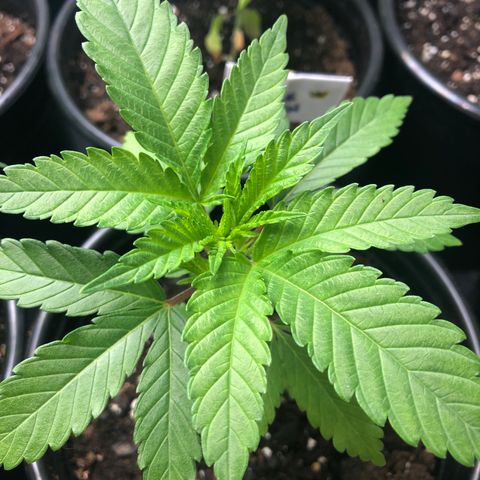 White Widow #2 (Tim) growlog timeline photo
