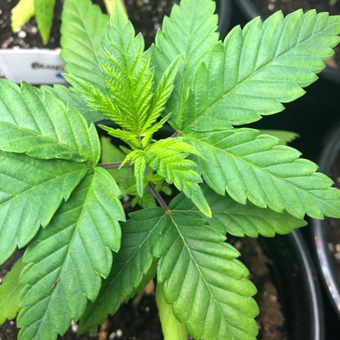 Purple Queen #2 (JSu) growlog timeline photo