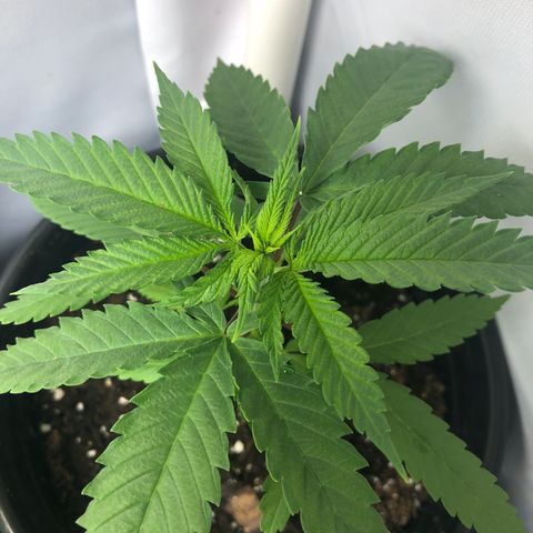 Blueberry #2 (Trish) growlog timeline photo