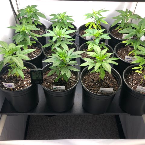 Bubba Kush #3 (Tim) growlog photo: Temp: 74F
Humidity: 55%