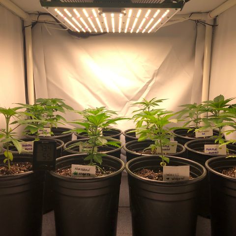 Bubba Kush #3 (Tim) growlog timeline photo
