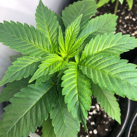 Bubba Kush #2 (JSu) growlog timeline photo
