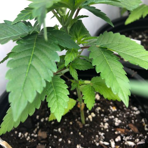 Bubba Kush #2 (JSu) growlog timeline photo