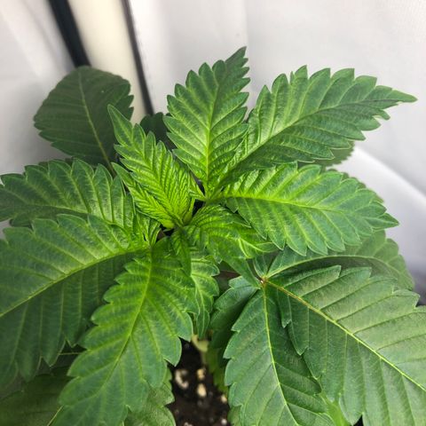 Bubba Kush #3 (Tim) growlog timeline photo