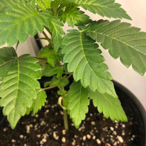 Bubba Kush #3 (Tim) growlog timeline photo