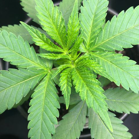 Northern Lights #2 (Trish) growlog timeline photo