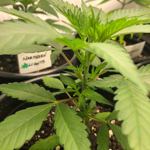Northern Lights #2 (Trish) growlog timeline photo