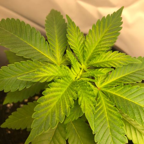 Northern Lights #3 growlog timeline photo
