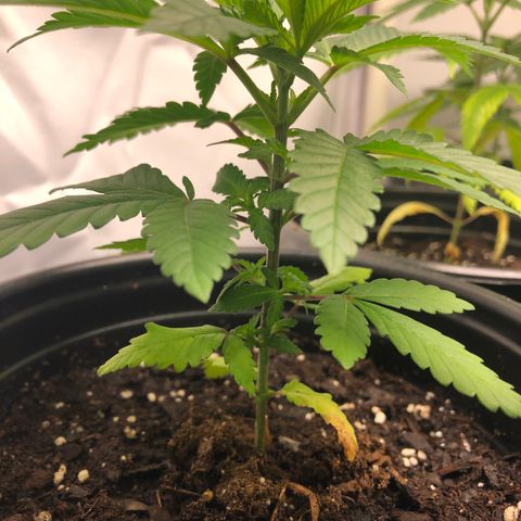 Northern Lights #3 growlog timeline photo