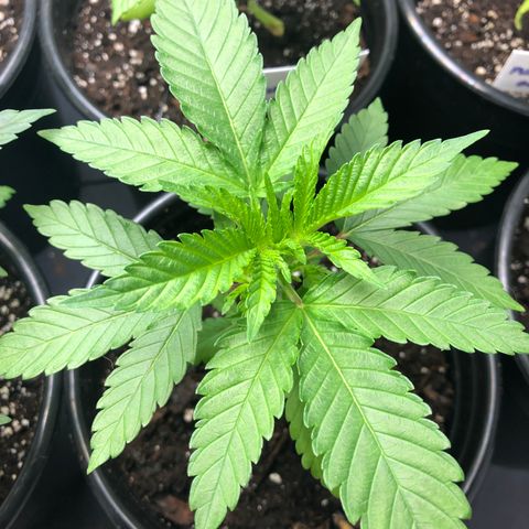 White Widow #2 (Tim) growlog timeline photo