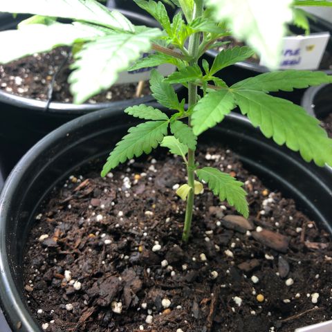 White Widow #2 (Tim) growlog timeline photo