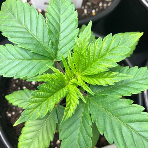 Purple Queen #2 (JSu) growlog timeline photo