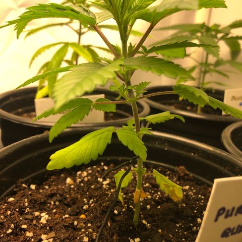 Purple Queen #2 (JSu) growlog timeline photo