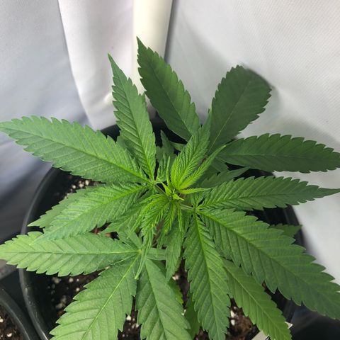 Blueberry #2 (Trish) growlog timeline photo