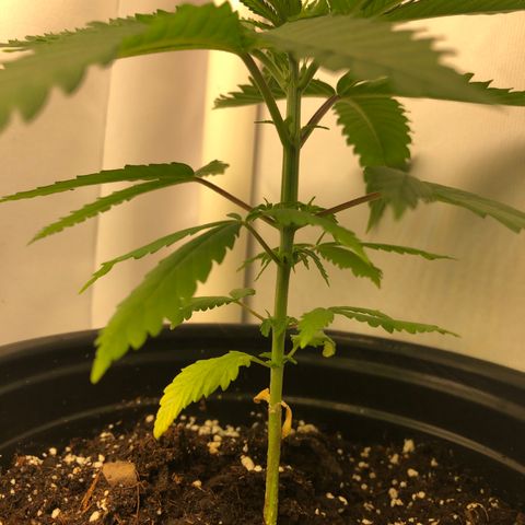 Blueberry #2 (Trish) growlog timeline photo