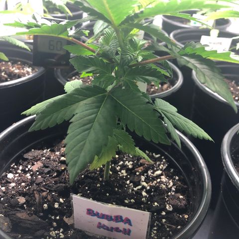 Bubba Kush #2 (JSu) growlog timeline photo