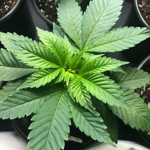 Bubba Kush #2 (JSu) growlog timeline photo