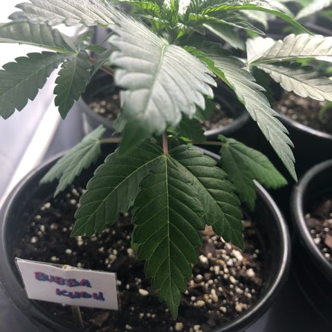 Bubba Kush #3 (Tim) growlog timeline photo