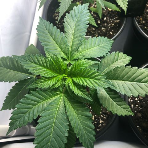 Bubba Kush #3 (Tim) growlog timeline photo
