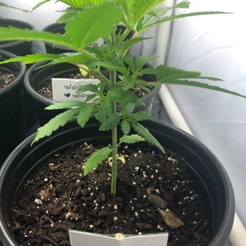 White Widow #2 (Tim) growlog timeline photo
