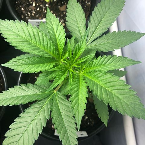White Widow #2 (Tim) growlog timeline photo