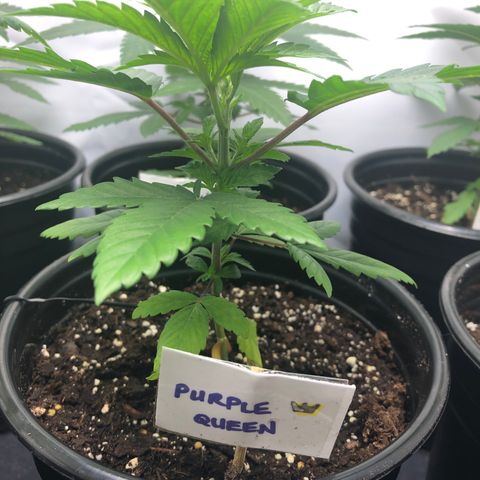 Purple Queen #2 (JSu) growlog timeline photo