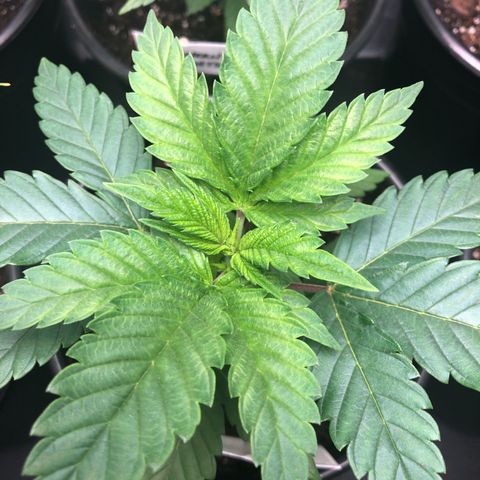 Purple Queen #2 (JSu) growlog timeline photo