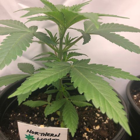 Northern Lights #2 (Trish) growlog timeline photo