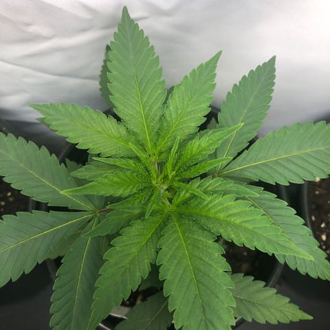 Northern Lights #2 (Trish) growlog timeline photo