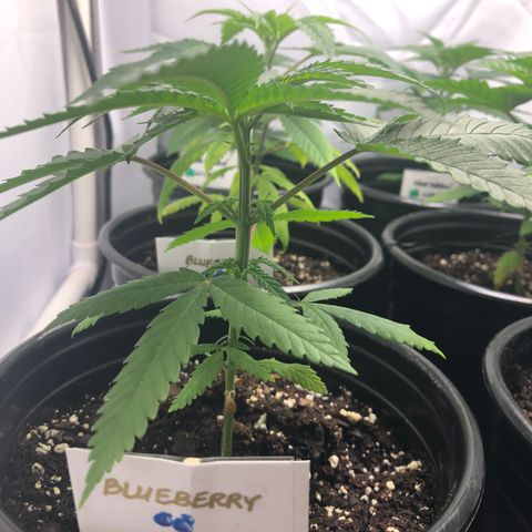 Blueberry #2 (Trish) growlog timeline photo