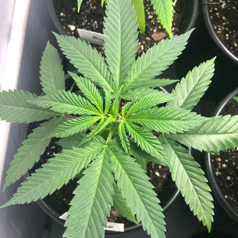 Blueberry #2 (Trish) growlog timeline photo