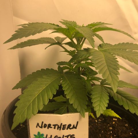 Northern Lights #3 growlog timeline photo