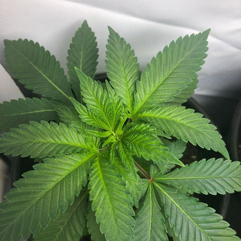 Northern Lights #3 growlog timeline photo