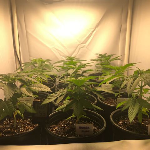 Bubba Kush #3 (Tim) growlog timeline photo