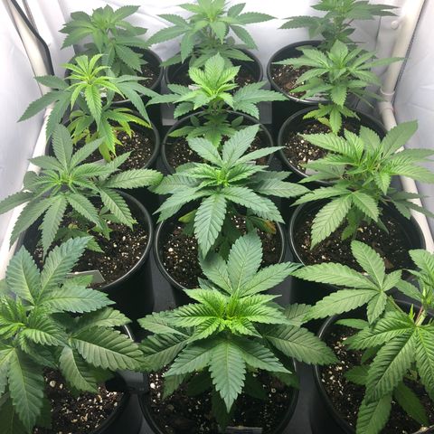 Bubba Kush #3 (Tim) growlog timeline photo