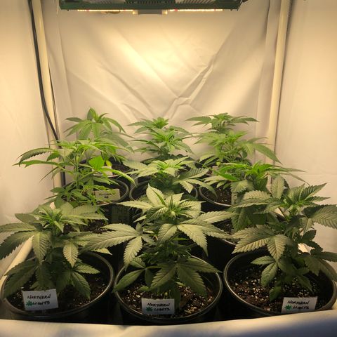Bubba Kush #3 (Tim) growlog timeline photo