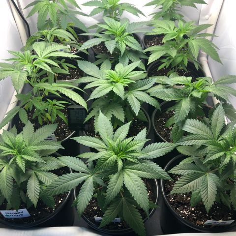 Bubba Kush #3 (Tim) growlog timeline photo