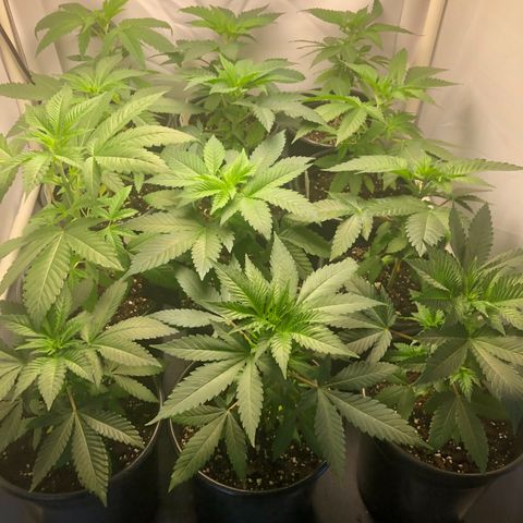 Bubba Kush #3 (Tim) growlog timeline photo