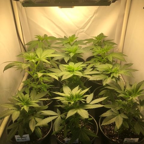 Bubba Kush #3 (Tim) growlog timeline photo