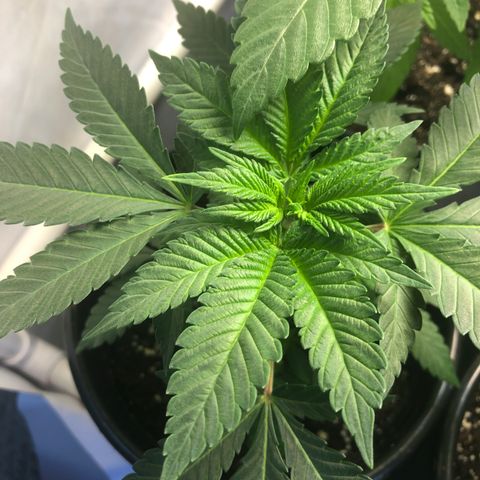 Northern Lights #3 growlog timeline photo