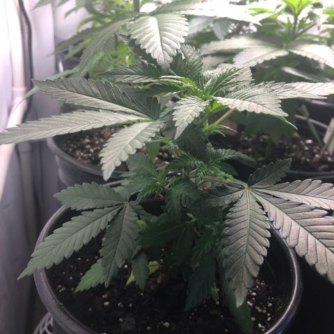 Northern Lights #3 growlog timeline photo