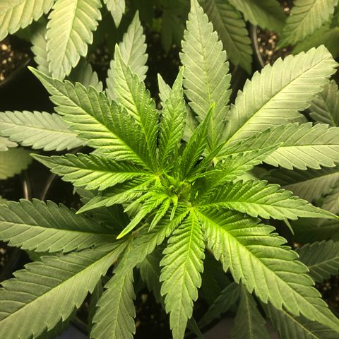 Northern Lights #2 (Trish) growlog timeline photo